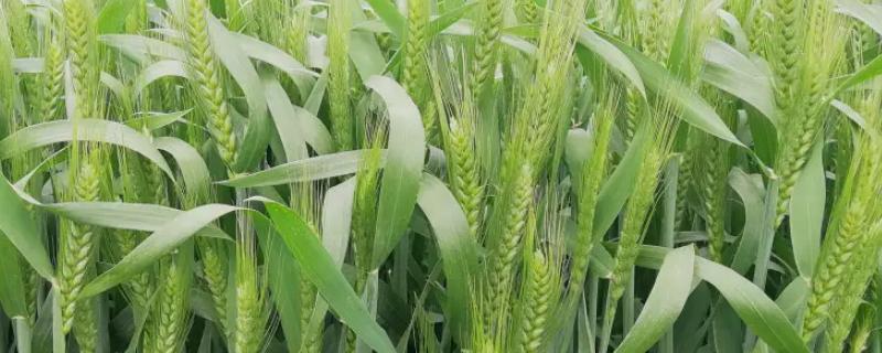 衡h1217小麦的特征特性