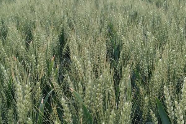 衡h1217小麦品种