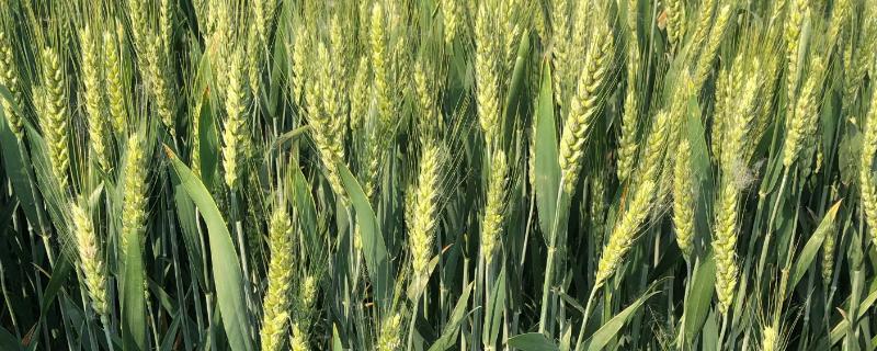 山农40小麦品种的特征特性
