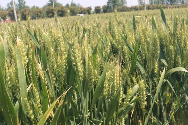 山农40小麦品种的特征特性