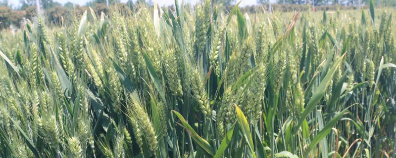 菏麦24小麦的特征特性