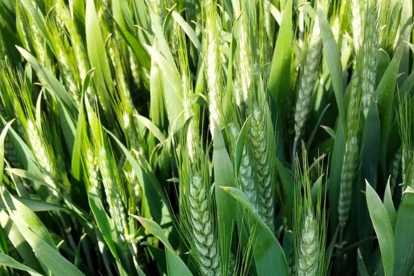 菏麦24小麦的特征特性