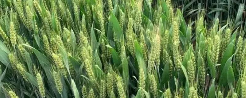 齐民17小麦的特征特性