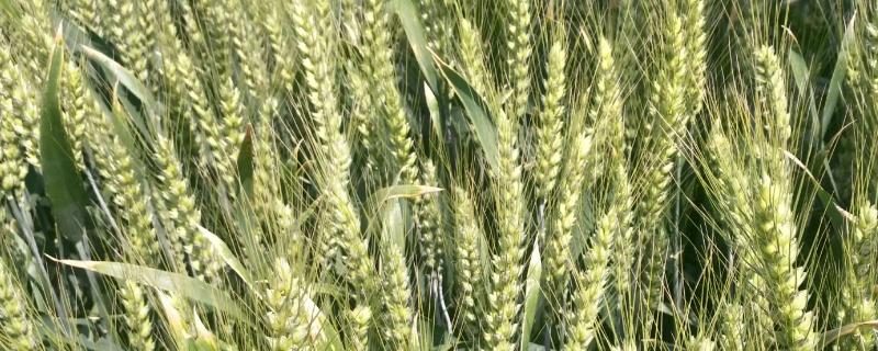 百农207小麦品种的特征特性