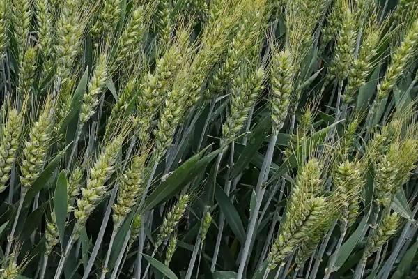 百农207小麦品种介绍