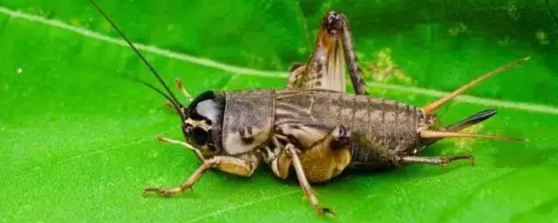 蟋蟀属于昆虫吗
