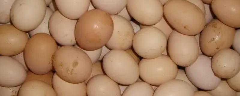 吃饲料的鸡蛋和粮食鸡蛋有什么区别