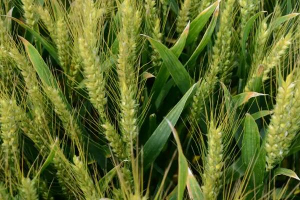西农系列高产小麦品种