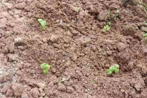 四季豆种植时间，附种植管理