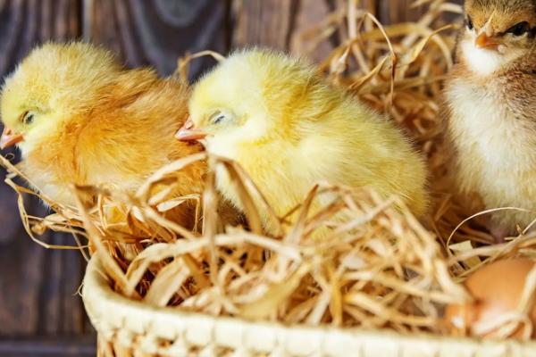 母鸡孵小鸡几天吃一次食物