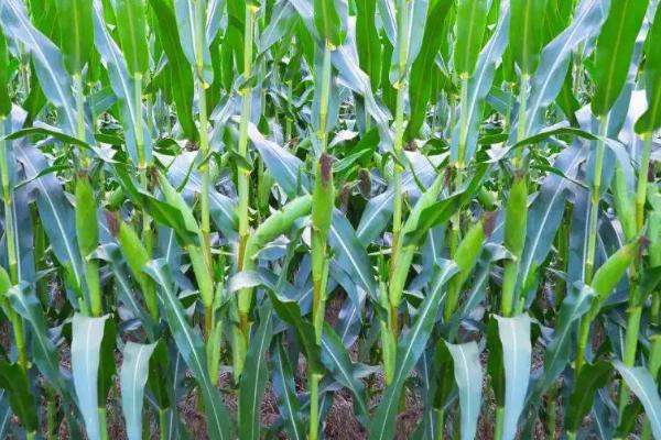 高产玉米新品种
