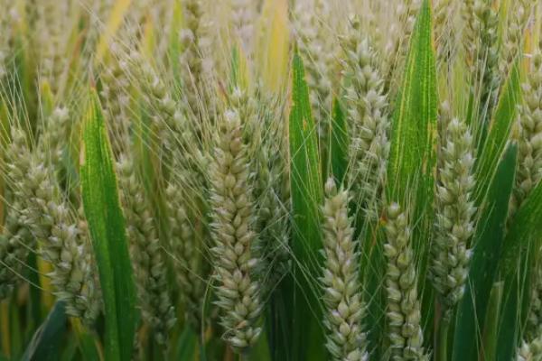 乐土808小麦的亩产量是多少
