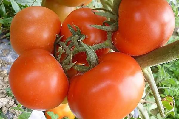 无子番茄育种原理