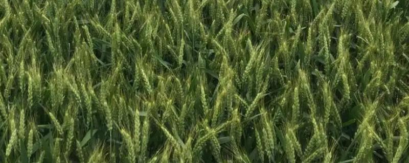 西农226小麦品种介绍