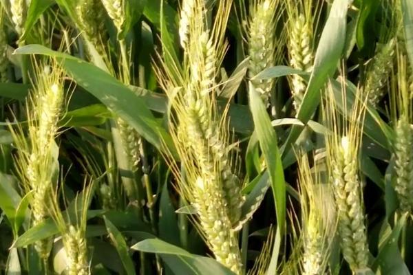 西农226小麦品种介绍