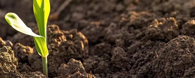 土壤如何改良成疏松土质