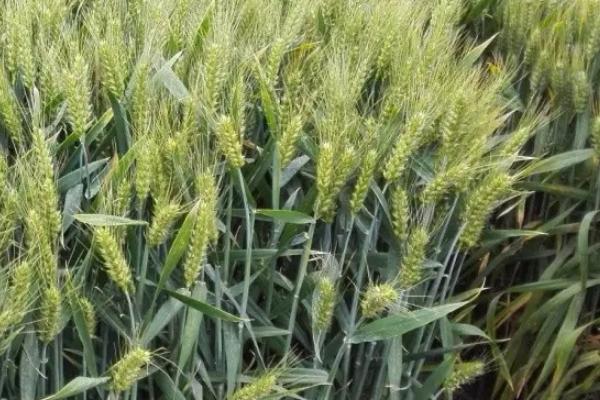 西农99小麦的特征特性