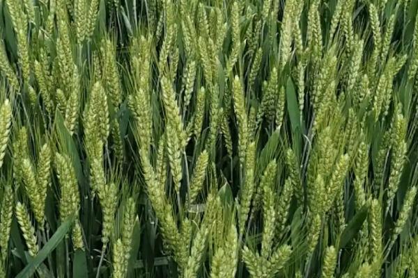 西农99小麦的特征特性