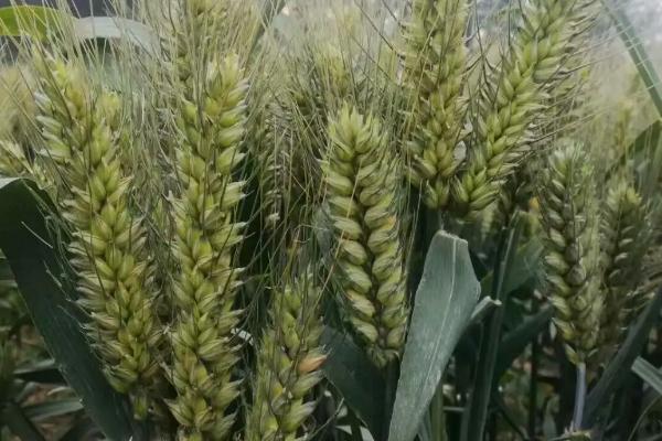 泰农33小麦的特征特性