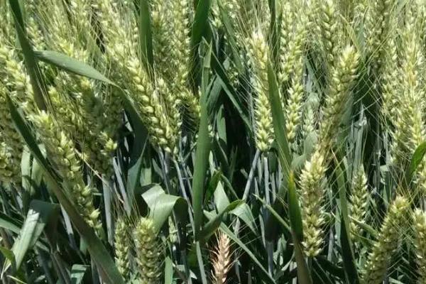泰农33小麦的特征特性