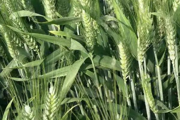 藁优5766小麦的特征特性