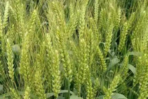 藁优5766小麦的特征特性