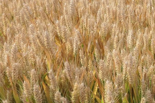 中麦875小麦的特征特性