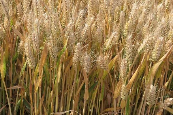 中麦875小麦的特征特性