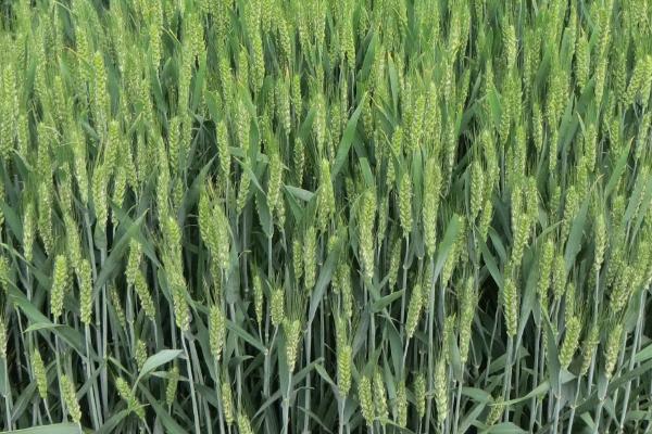 科林麦969小麦的特征特性