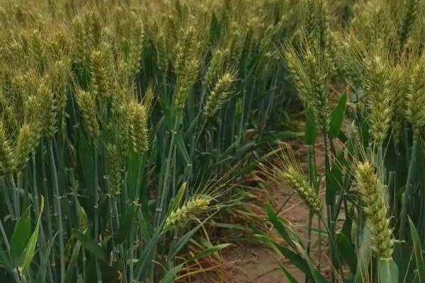 亩产1800斤的超高产小麦品种