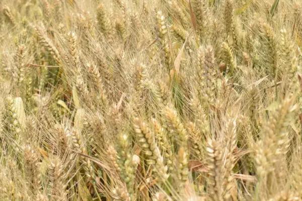亩产1800斤的超高产小麦品种