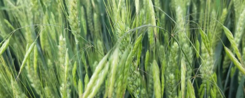 黄淮地区的高产小麦有哪些品种