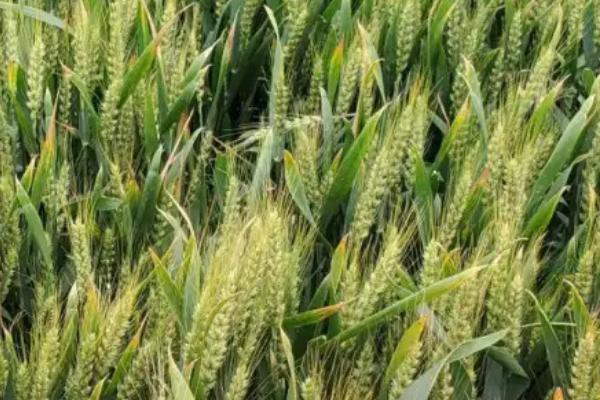 黄淮地区的高产小麦有哪些品种