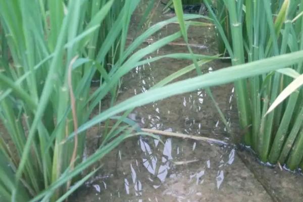水稻灌浆期如何管理水层
