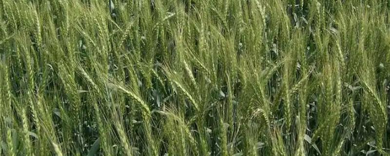 万丰269小麦的特征特性