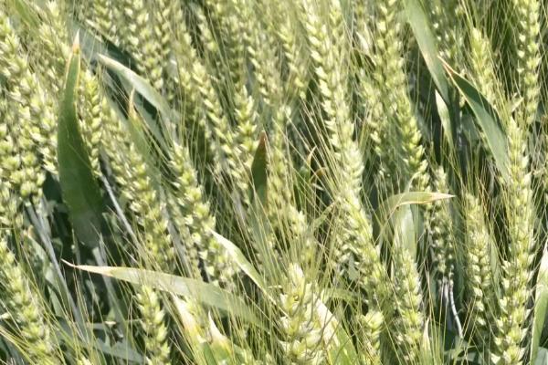 科林麦969小麦的特征特性