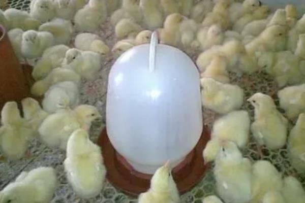 小鸡一天喂几次水
