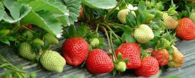 草莓籽可以种出草莓吗