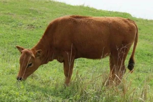 牛反刍吐草是什么原因怎样治疗