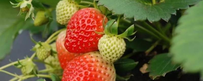 草莓籽一般几天发芽
