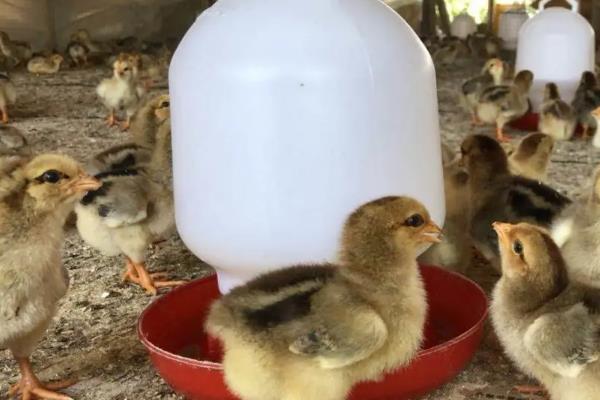 小鸡出壳多久可以喂食喂水