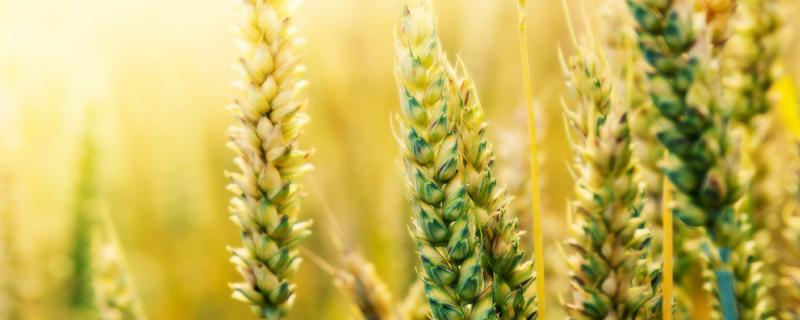 春小麦生长周期