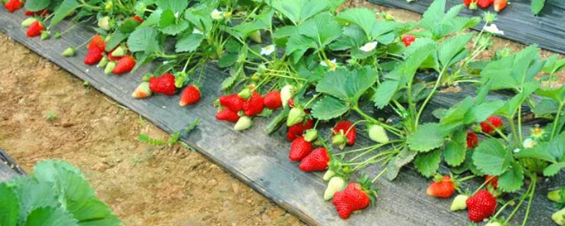 草莓生长的过程