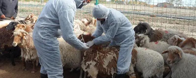 羊的三联四防疫苗是防什么病