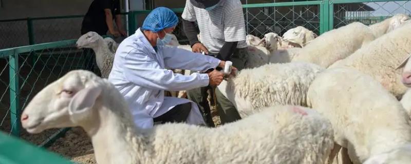 母羊产后几天打三联四防疫苗