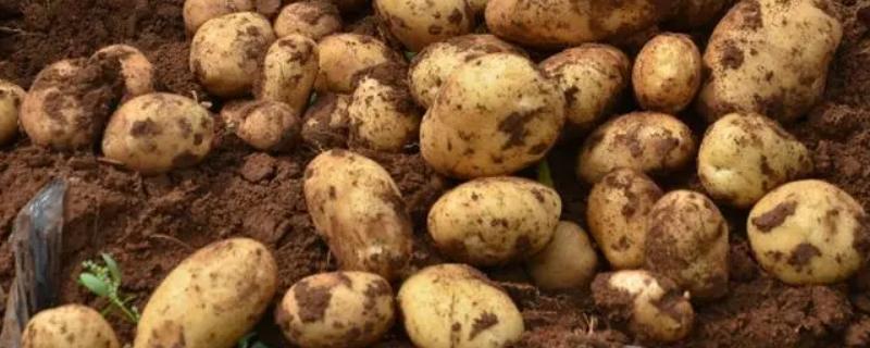马铃薯块茎繁殖属于无性生殖还是有性生殖