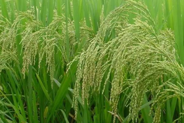 硅和钠哪种元素对水稻有特殊作用