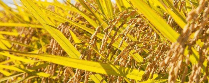 硅和钠哪种元素对水稻有特殊作用