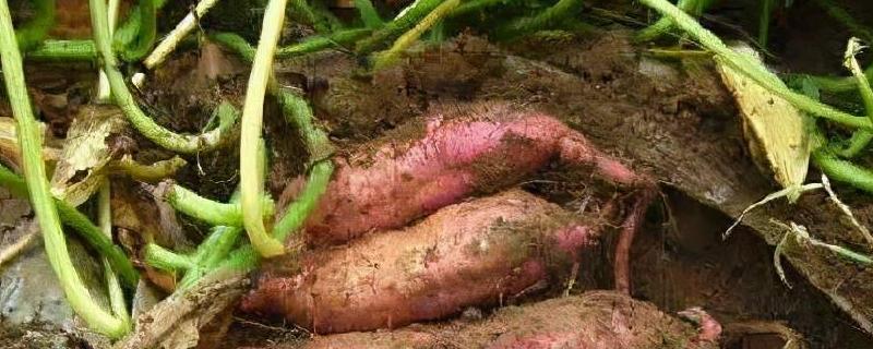 红薯苗从插扦到摘收多少时间