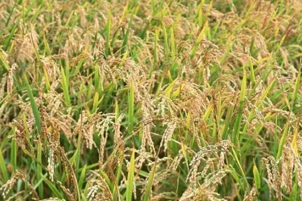 印度水稻主要分布在什么地方